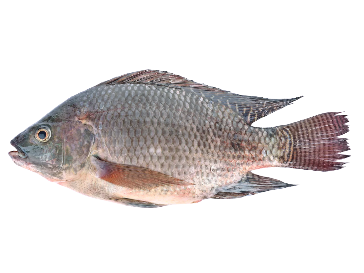 TILAPIA ENTIER VIDE / CÁ RÔ PHI ENVIRON 500GR - Image 3