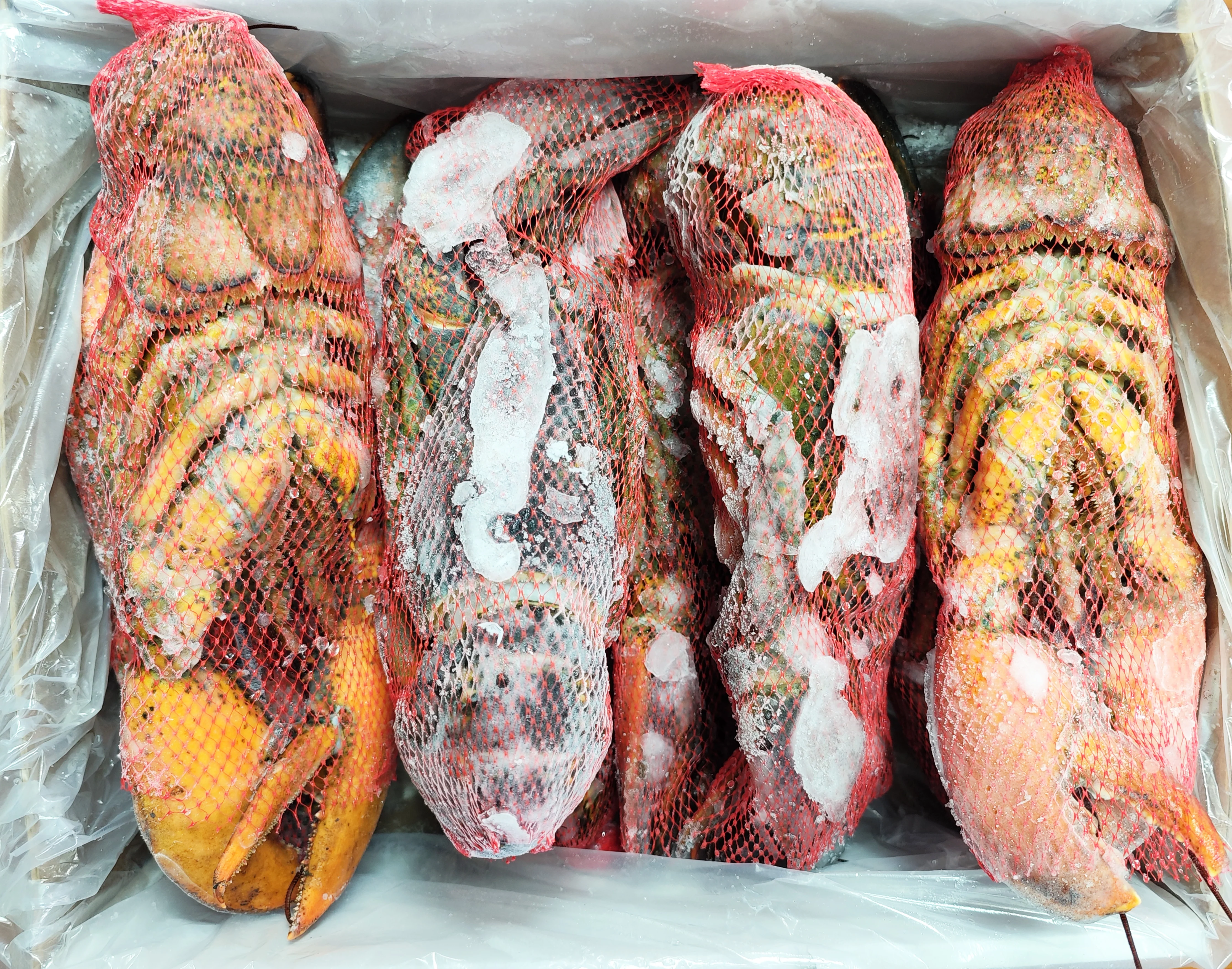 HOMARD CRU CANADA ENVIRON 700G NET - Image 3